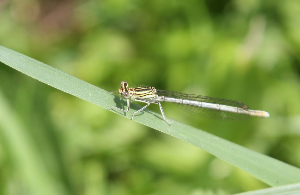 Platycnemis pennipes - széleslábú szitakötő