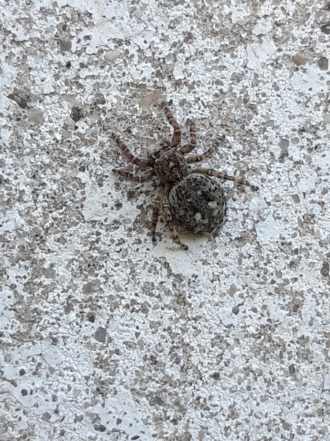 Attulus pubescens - bozontos ugrópók