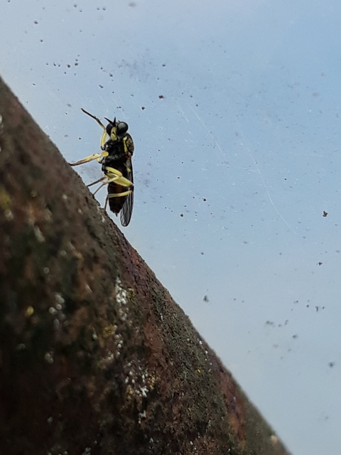 Solva marginata