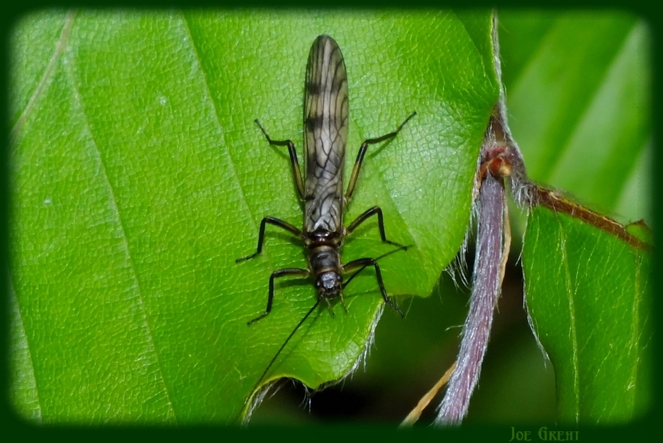 Plecoptera - Álkérészek