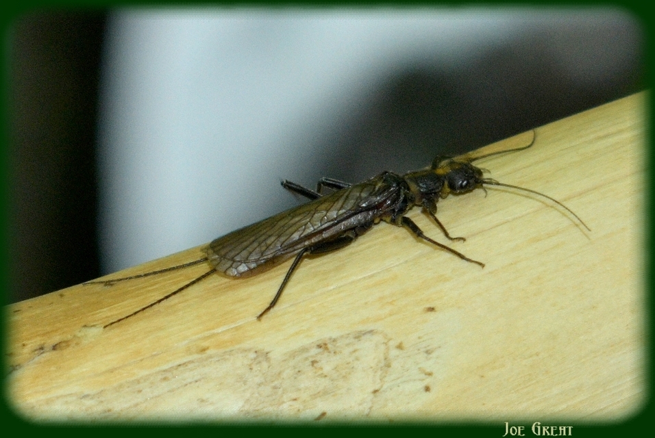 Plecoptera - Álkérészek