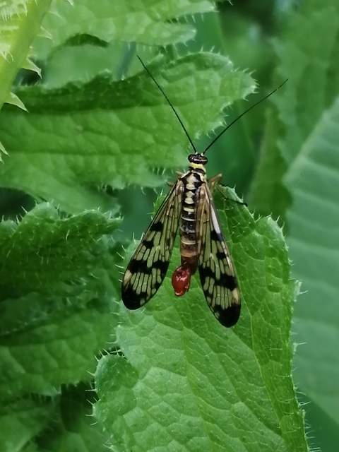 Panorpa communis/vulgaris