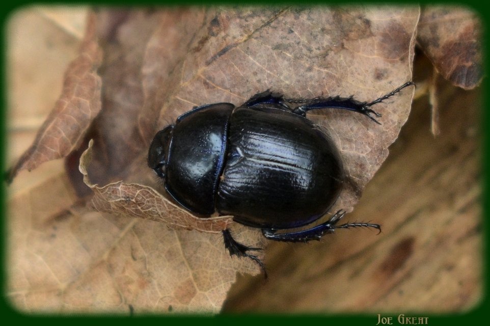 Anoplotrupes stercorosus - erdei álganéjtúró