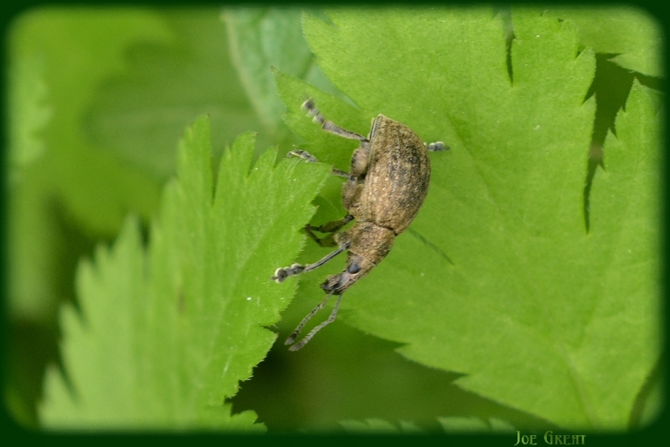 Liophloeus