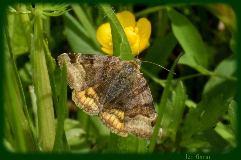 Euclidia glyphica - közönséges nappalibagoly