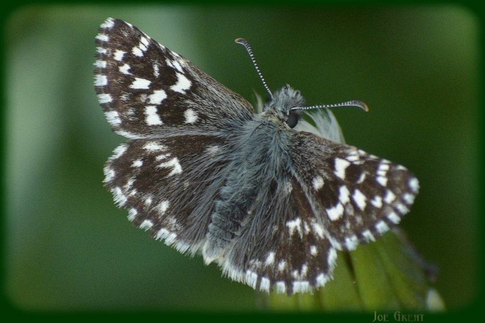 Pyrgus malvae - kis busalepke