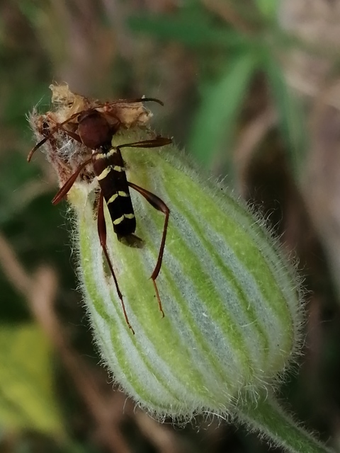 Neoclytus acuminatus - amerikai darázscincér