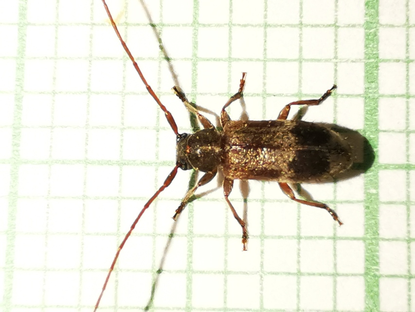 Exocentrus lusitanus - hársfa-rőzsecincér