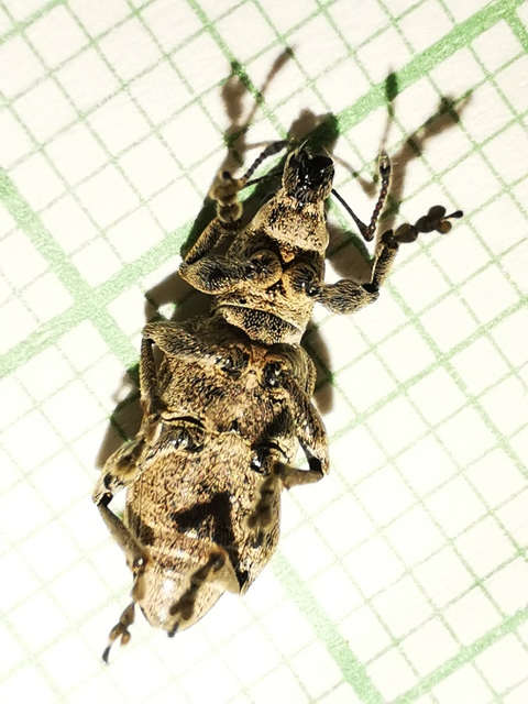 Tanymecus palliatus - közönséges hegyesfarúbarkó