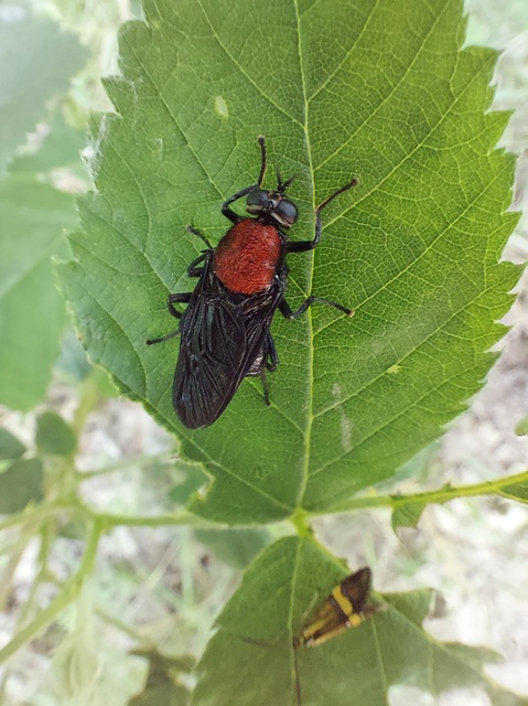 Clitellaria ephippium - tüskéshátú légy