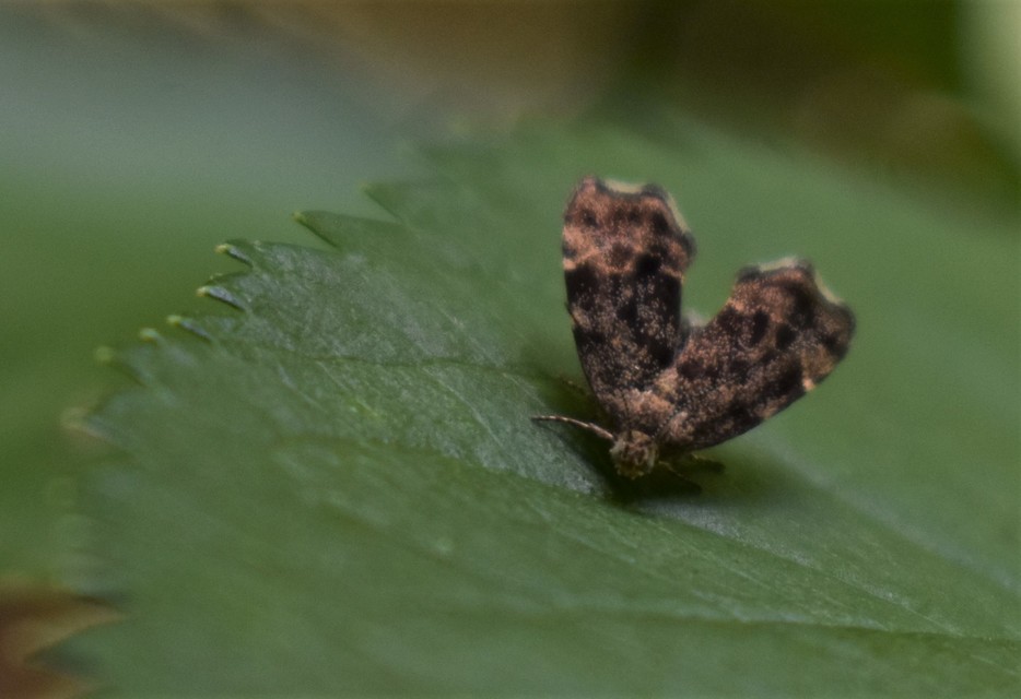 Anthophila fabriciana - lápréti levélmoly