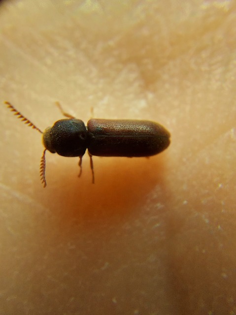 Ptilinus pectinicornis - fésűscsápú álszú
