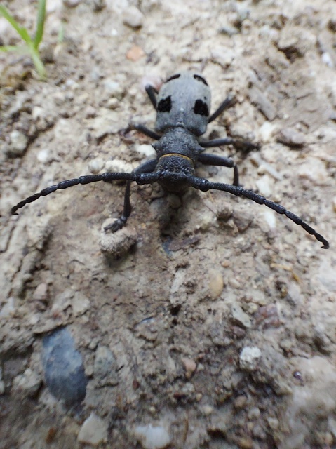 Morimus asper funereus - gyászcincér