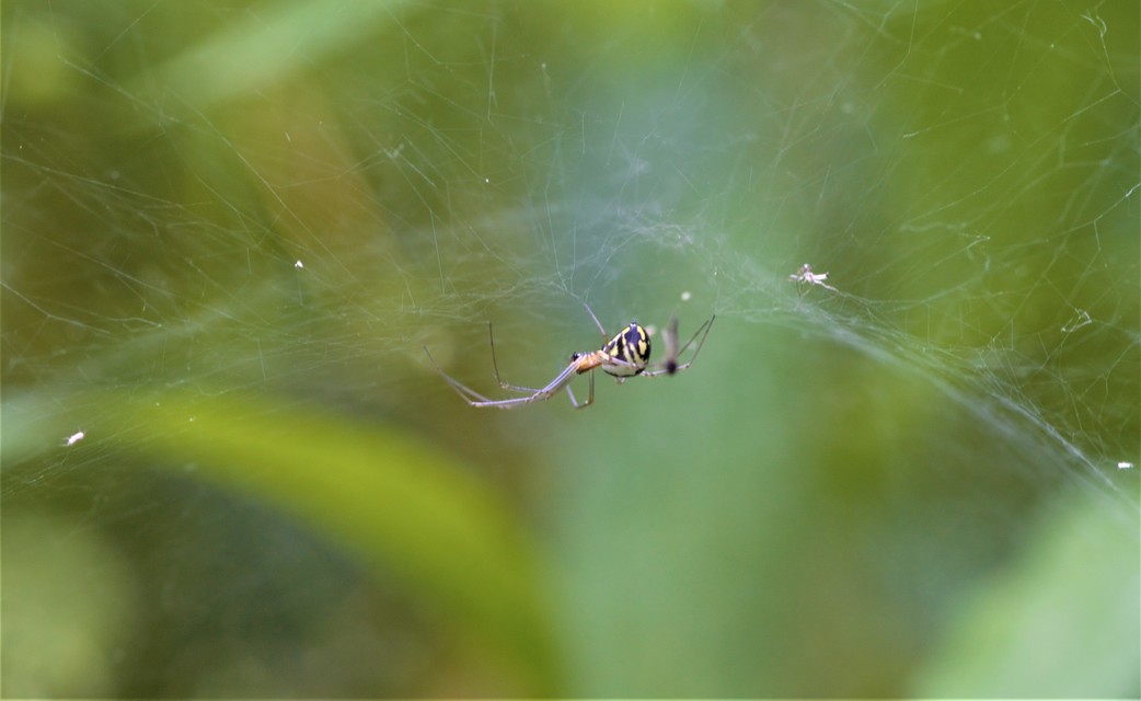 Linyphia