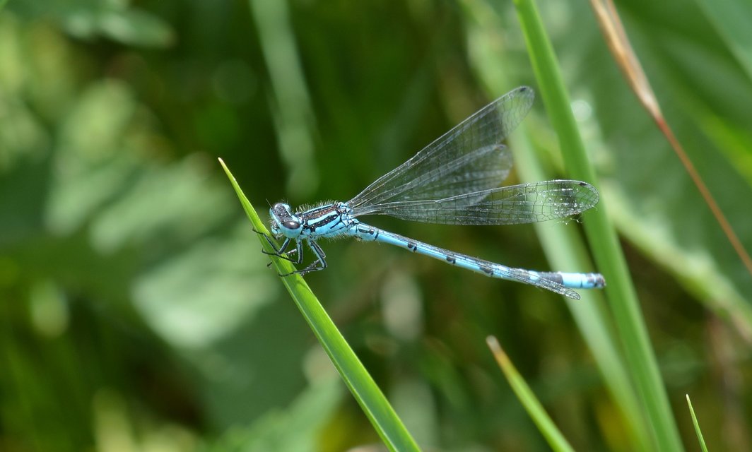 Coenagrion ornatum - díszes légivadász