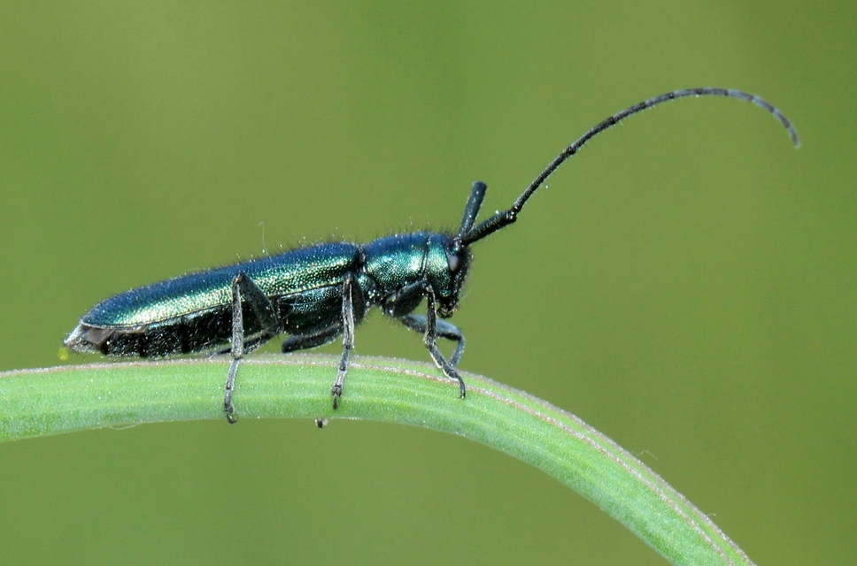 Agapanthia violacea - kék somkórócincér