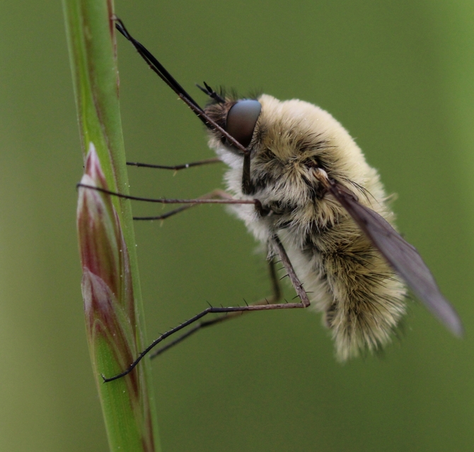 Bombylius