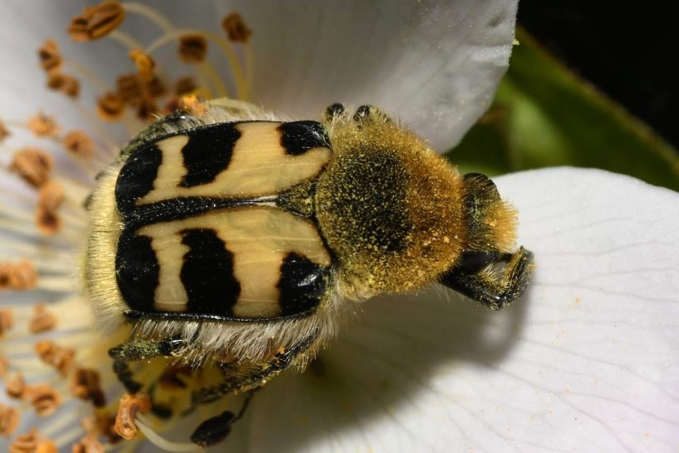 Trichius sexualis - keleti prémesbogár