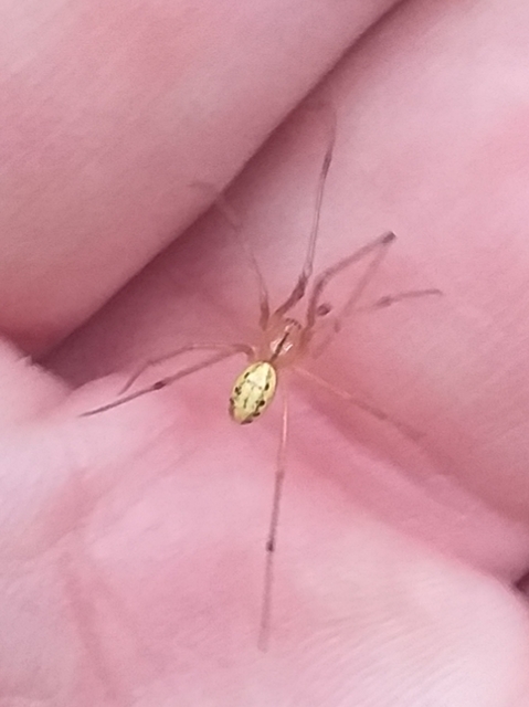 Enoplognatha ovata/latimana