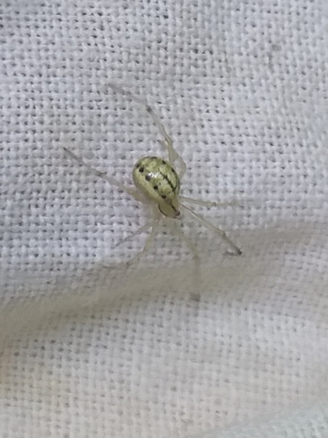 Enoplognatha ovata/latimana