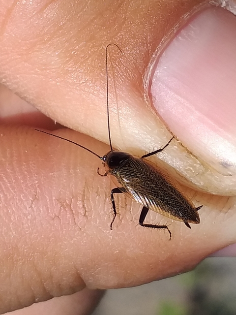 Ectobius erythronotus - sárgatorú erdeicsótány
