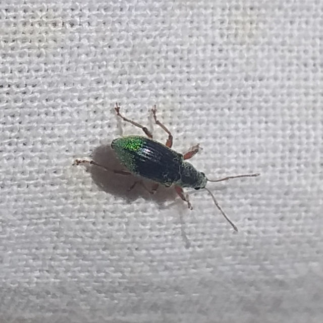 Phyllobius argentatus - ezüstös levélormányos