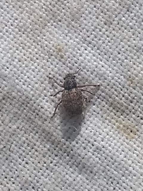 Foucartia squamulata - közönséges törpebarkó