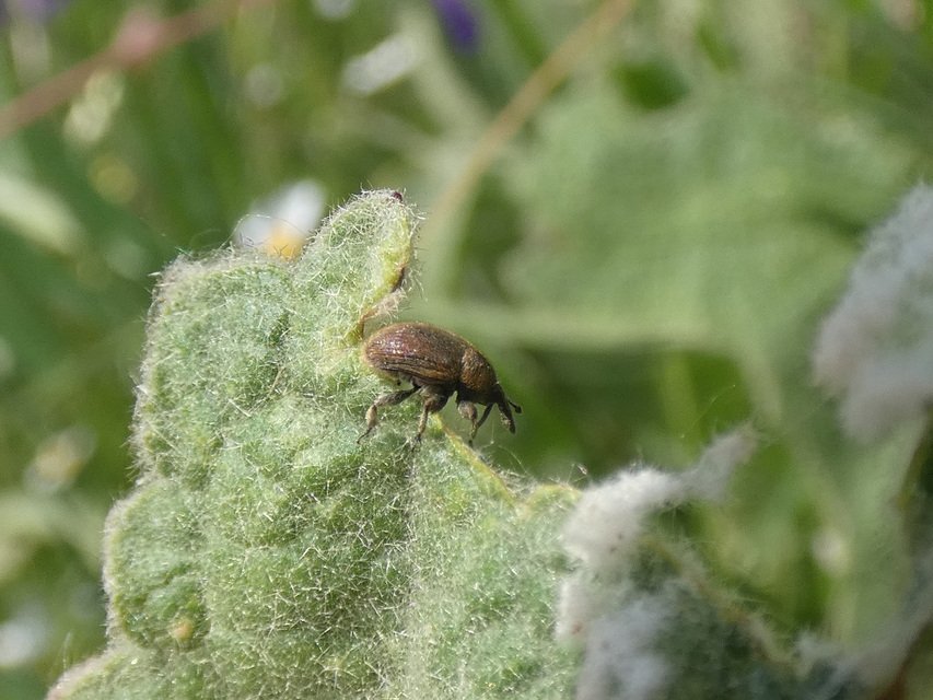 Rhinusa tetra - magtoklakó ökörfarkkóró-ormányos