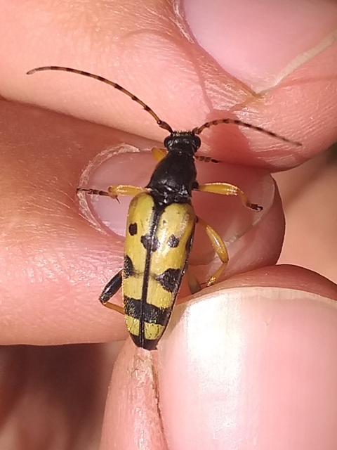 Rutpela maculata - tarkacsápú karcsúcincér