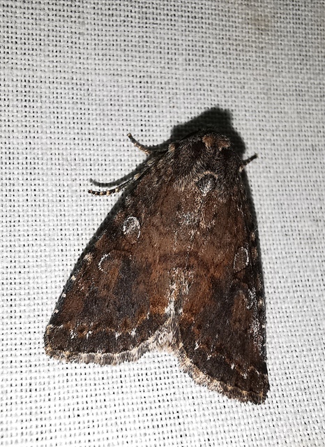 Apterogenum ypsillon - ipszilon-erdeibagoly