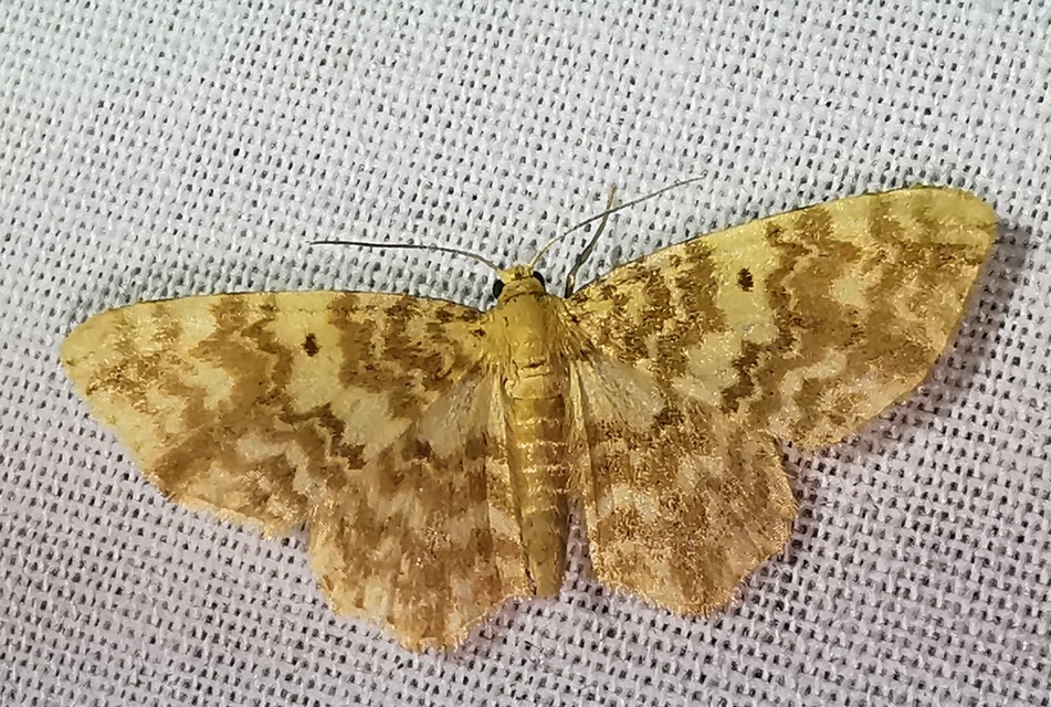 Hydrelia flammeolaria - narancssárga araszoló