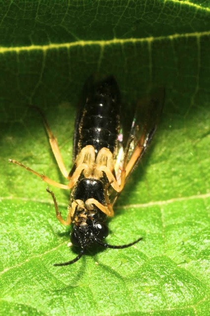 Tenthredinidae - valódi levéldarazsak