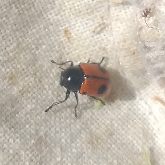 Cryptocephalus bipunctatus - kétpettyes zömökbogár