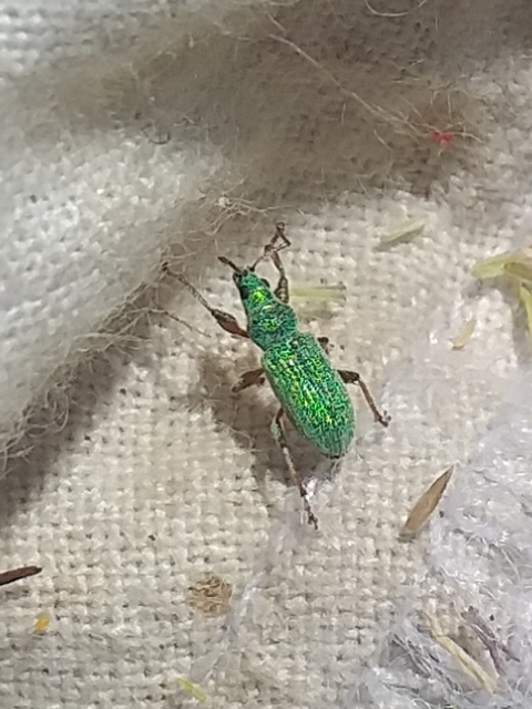 Phyllobius argentatus - ezüstös levélormányos