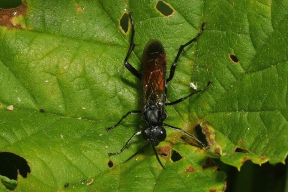 Macrophya annulata