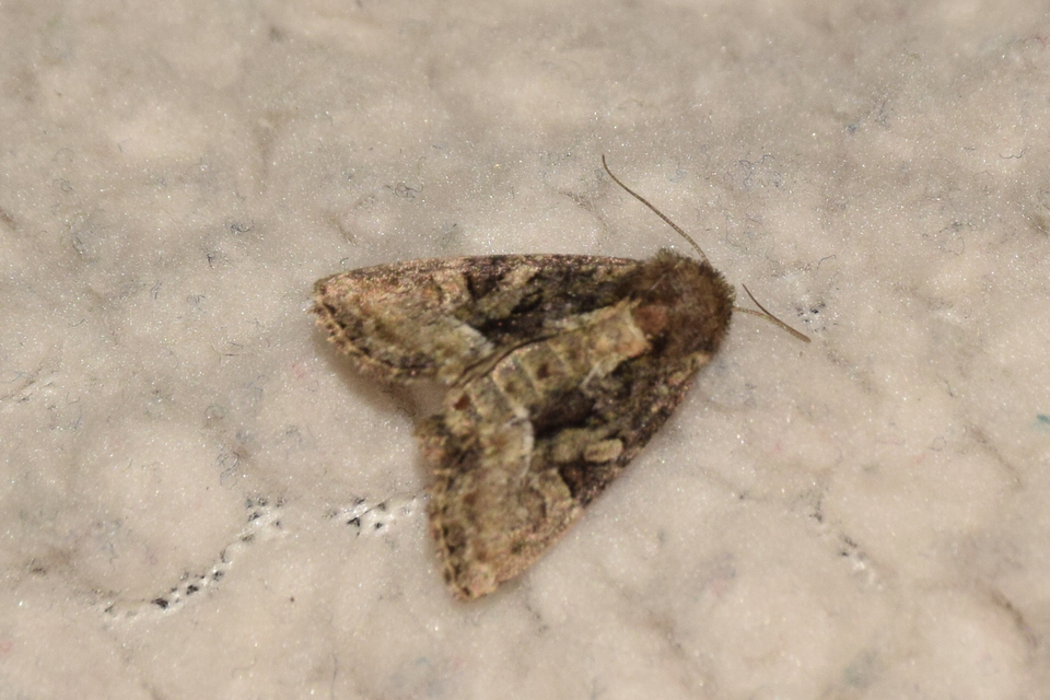 Oligia latruncula - fekete dudvabagoly