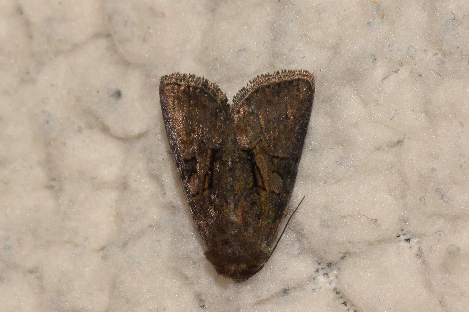 Oligia latruncula - fekete dudvabagoly