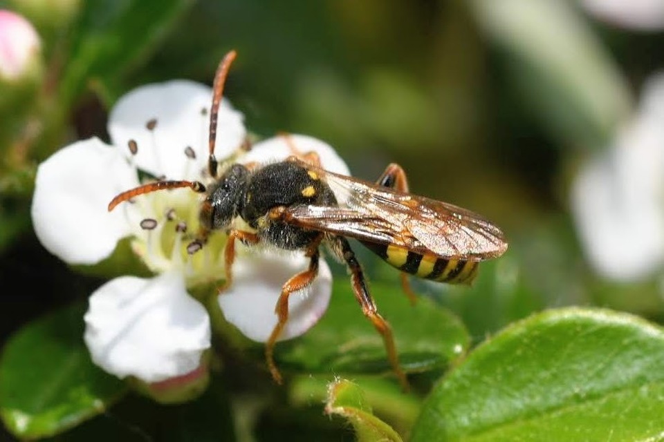 Nomada