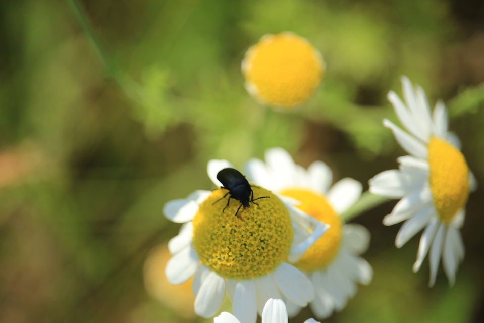 Podonta nigrita - szerecsenbogár