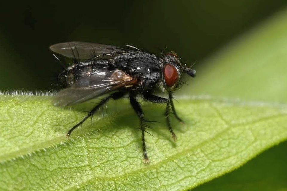 Cyrtophleba ruricola