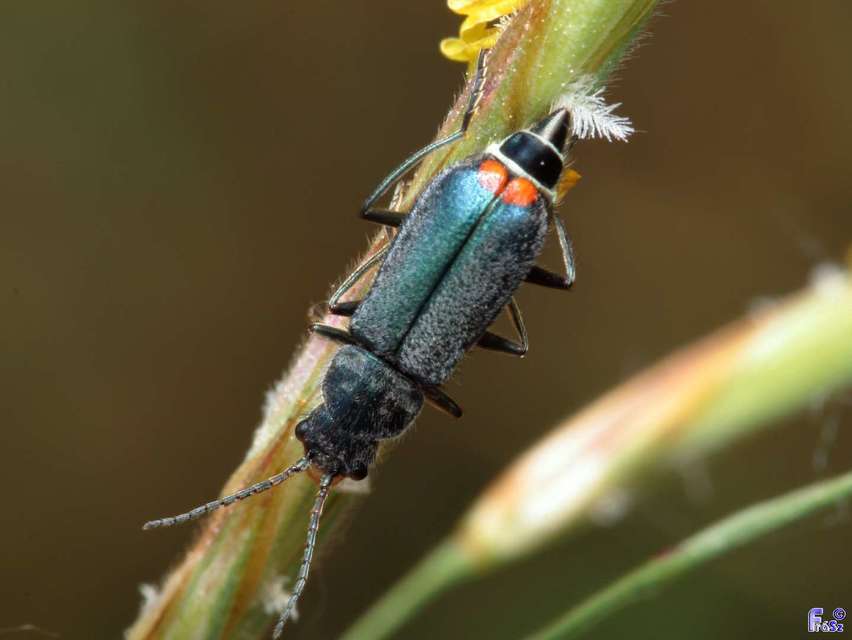 Clanoptilus