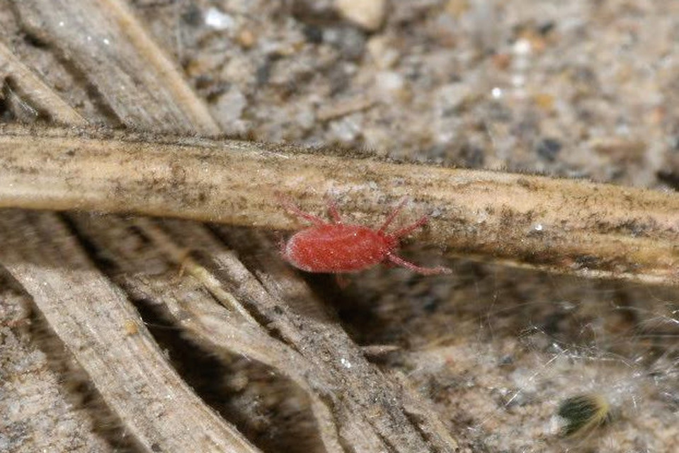 Balaustium