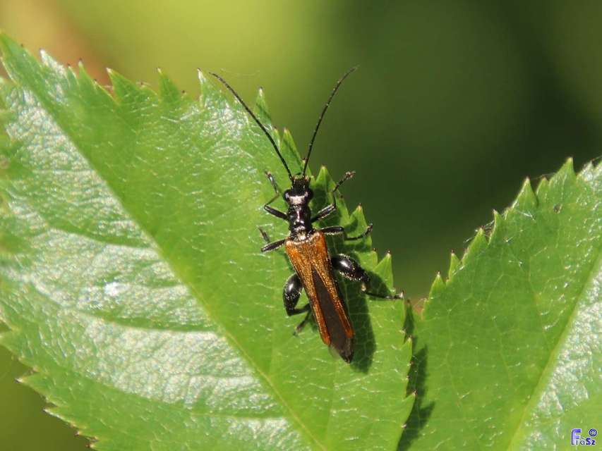 Oedemera femorata - sárgahátú álcincér