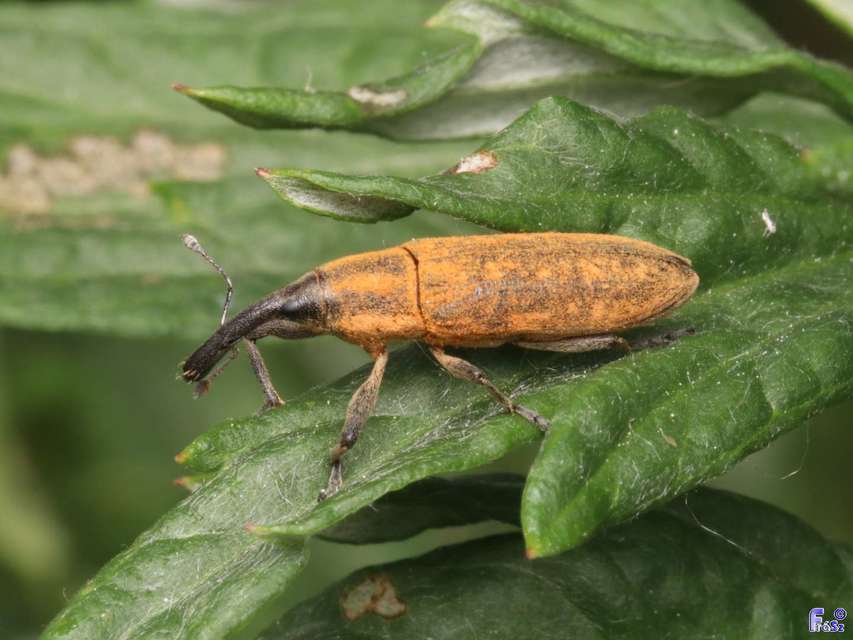 Lixus fasciculatus - nyurgalábú dudvabarkó