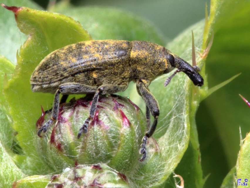 Larinus carlinae - foltos púderbarkó