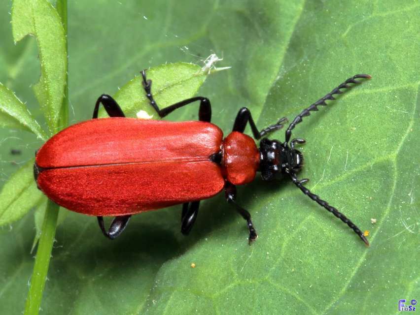 Pyrochroa coccinea - nagy bíborbogár