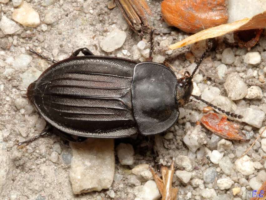 Silpha carinata - karimás dögbogár