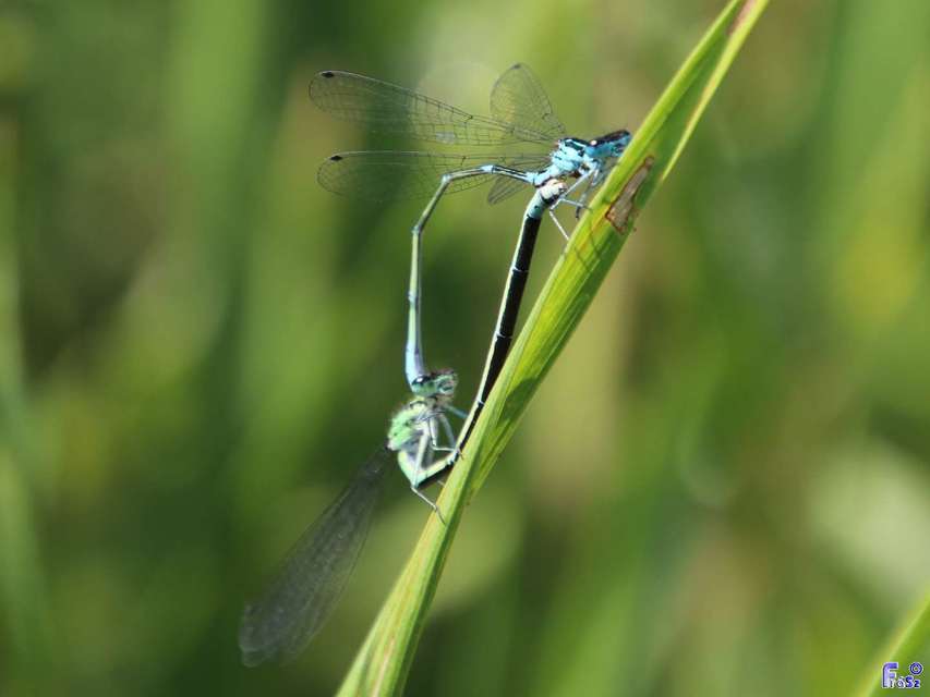 Coenagrion pulchellum - karcsú légivadász