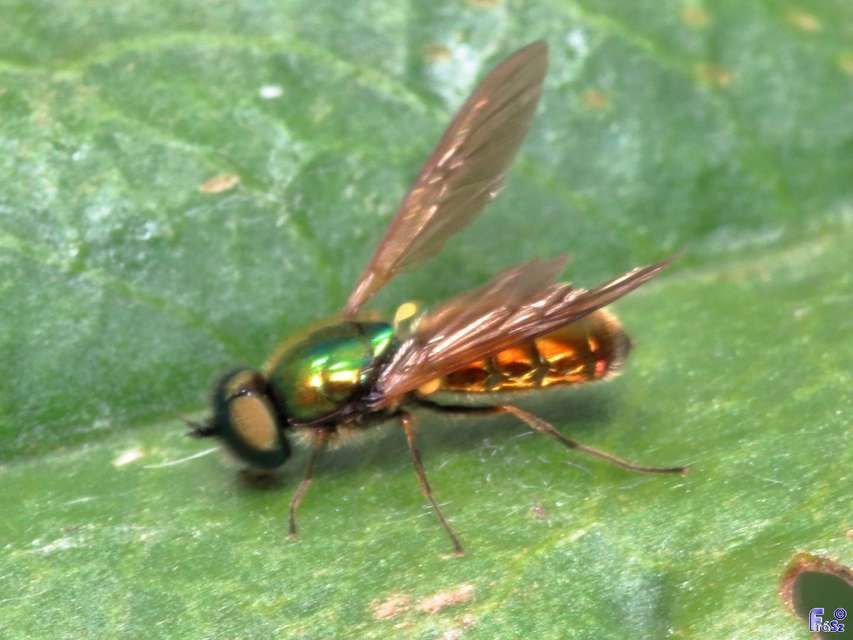 Chloromyia formosa - közönséges fémeslégy