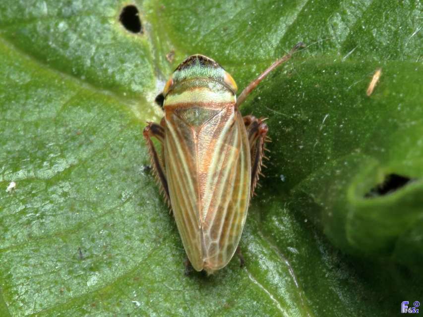Aphrodes